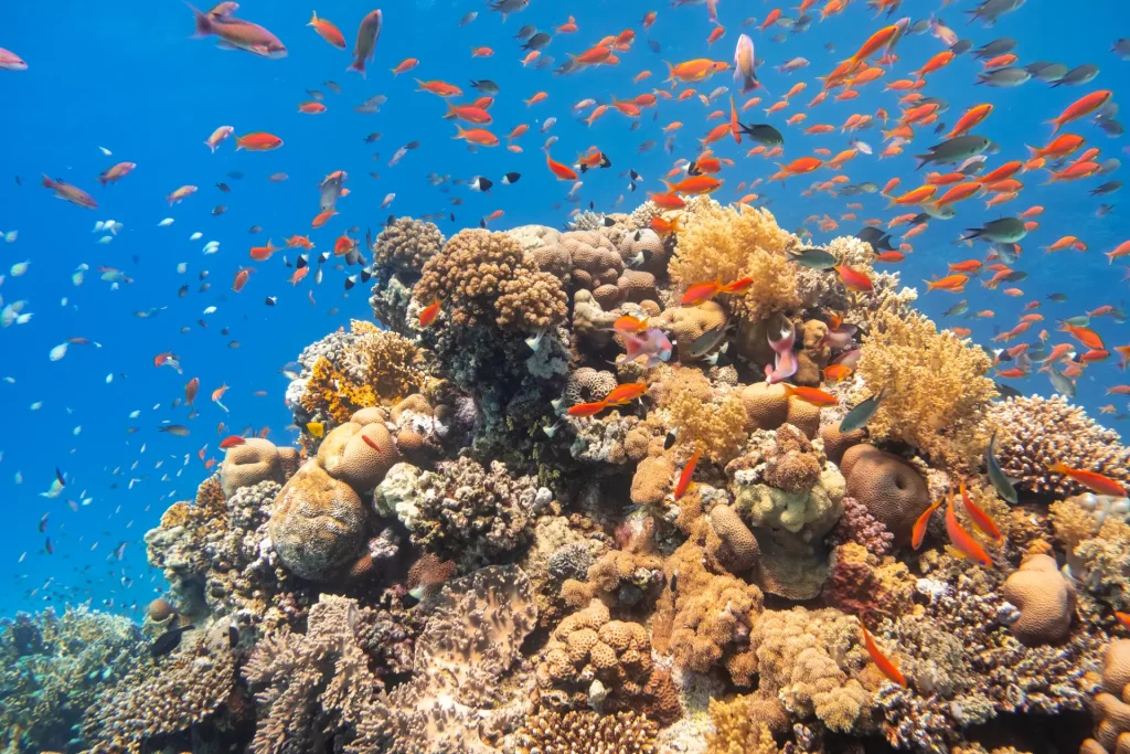 Chasing the Sun: Top Destinations for Year-Round Warm Water Diving
