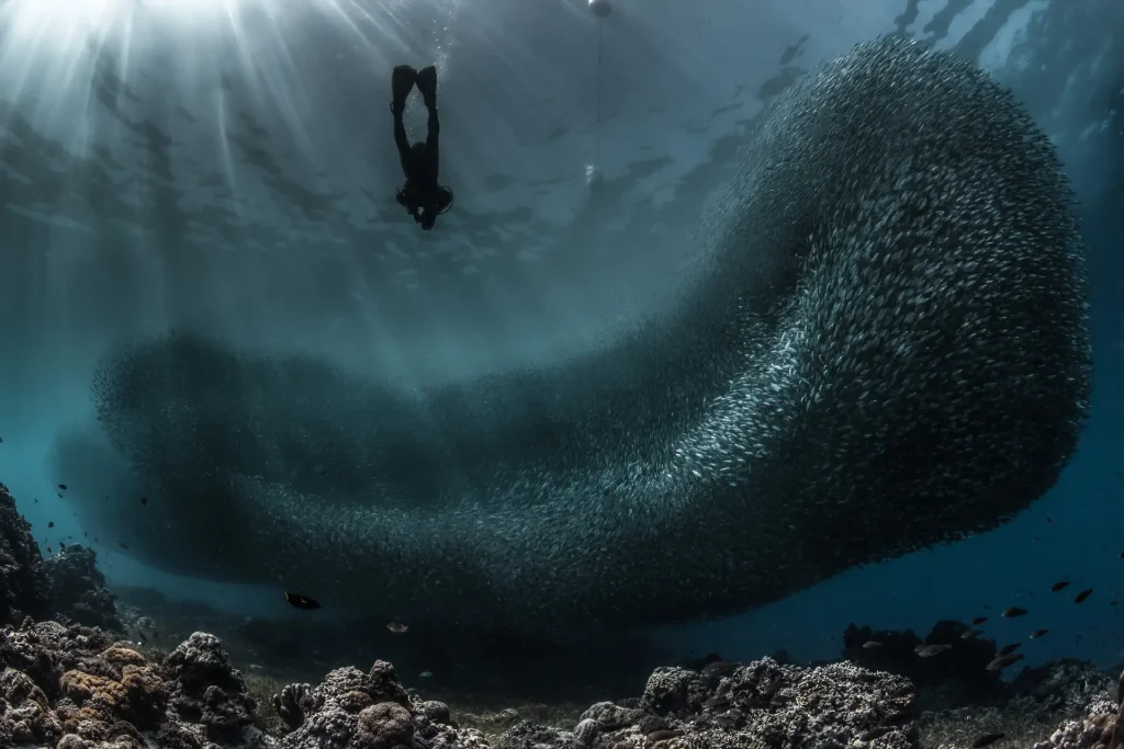 The Silver Tsunami: Diving into the Thrilling Spectacle of Sardine Runs Around the World