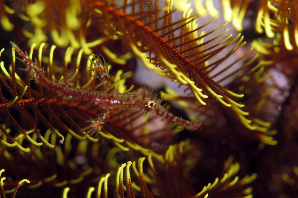 The Ocean's Spectral Illusions: Unmasking the Ghost Pipefish