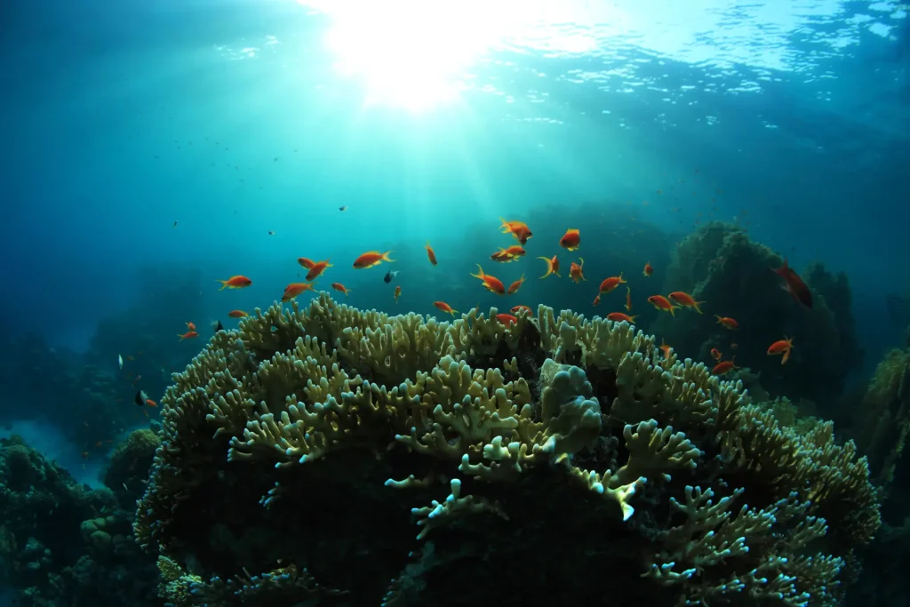 A Deep Dive Into the Gear You Need to Become a Scuba Instructor