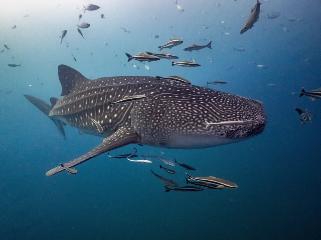 The Gentle Giant's Gambit: Redefining Our Relationship with the Ocean's Biggest Fish