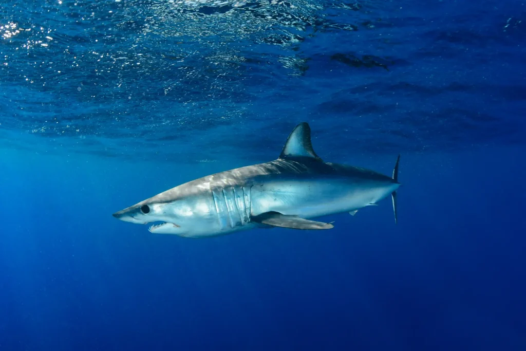 The Top Adrenaline-Filled Shark Dives On The Planet