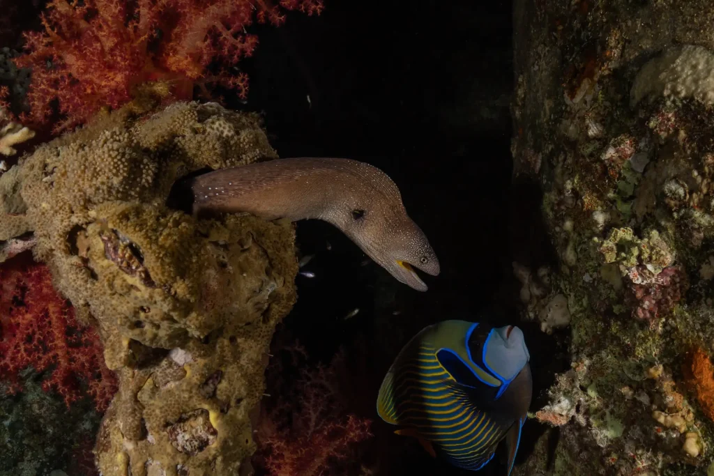 Top Scuba Diving Destinations in Asia for 2026