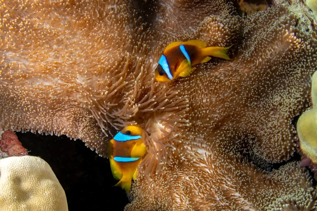 Clownfish Around the World: A Global Look at One of the Ocean’s Most Iconic Fish