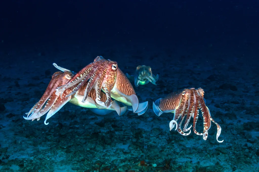 Cuttlefish: The Shape-Shifting Geniuses of the Reef