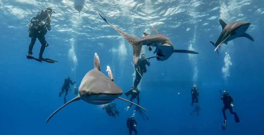 At the southern tip of the Sinai Peninsula lies a place where two gulfs meet, creating a nutrient-rich crossroads that attracts the greatest concentration of marine life in the Red Sea. Ras Mohammed National Park is a vertical world of 800-meter drop-offs, swirling schools of thousands of fish, and the famous 