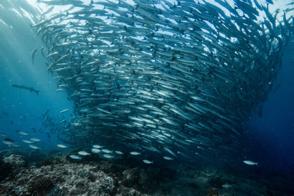 The Vertical World: Why Wall Diving is Every Diver’s Dream